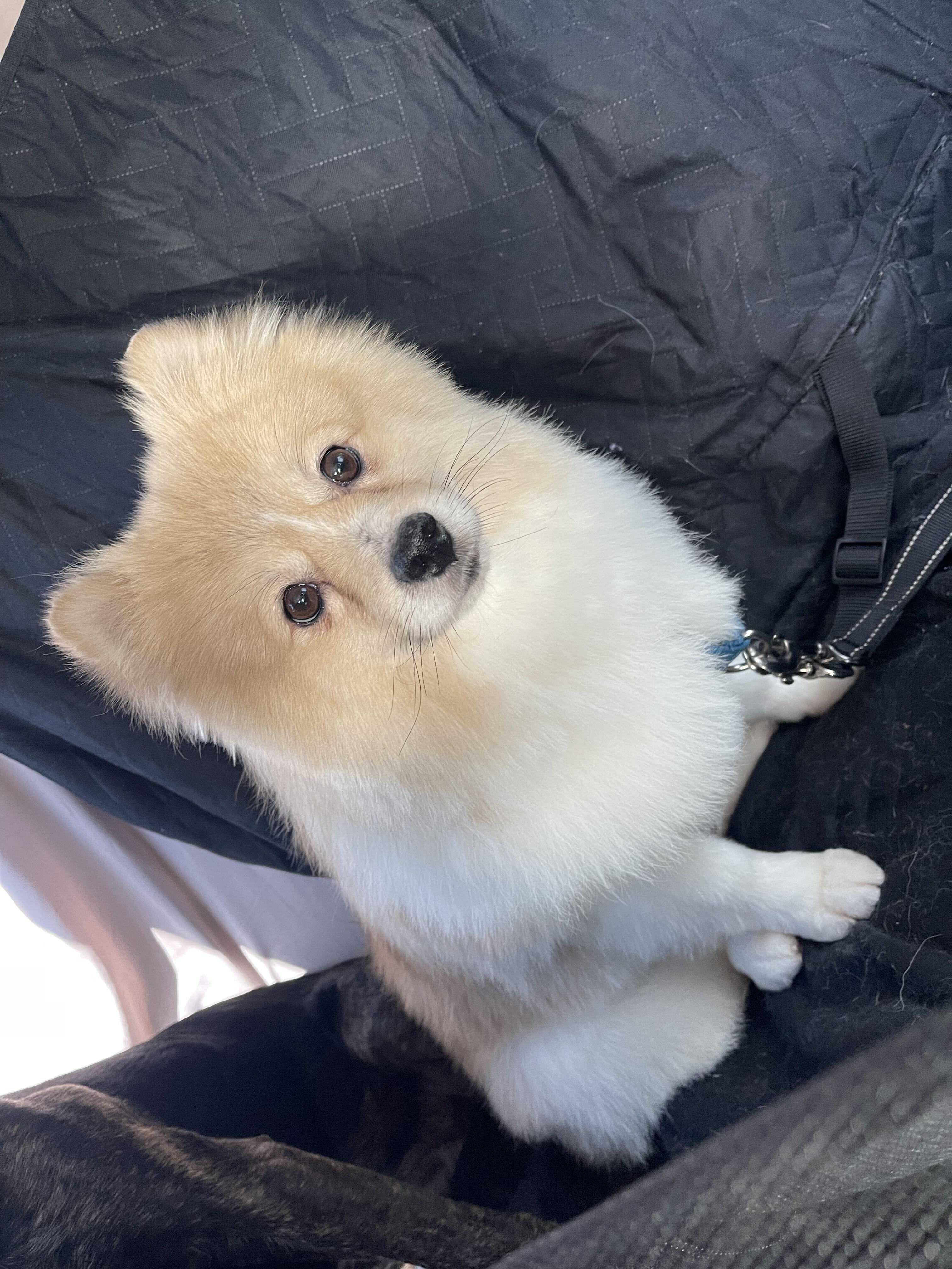 Enlarge Cannoli, an adopted Pomeranian in Naperville, IL image 4/6