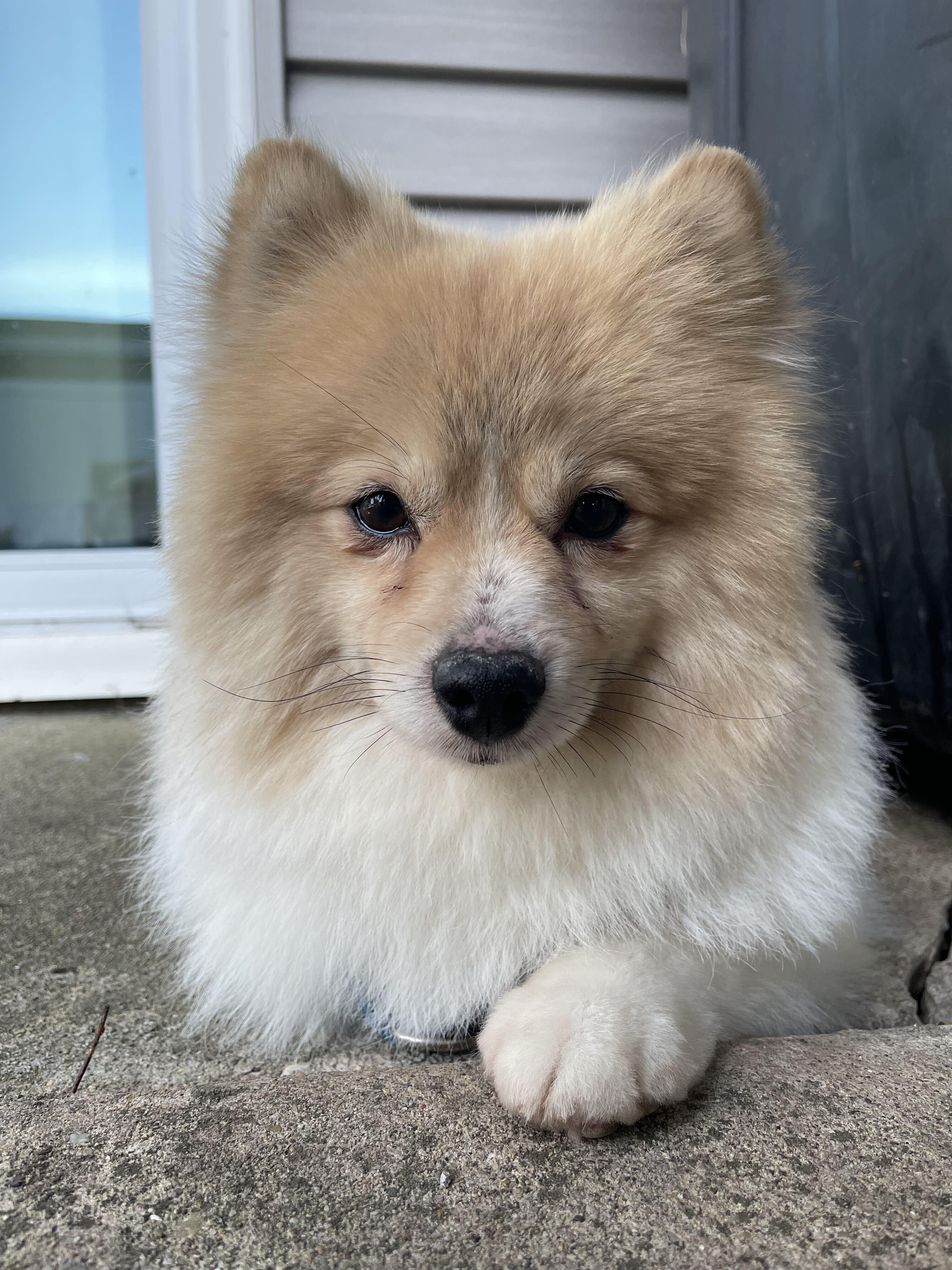 Enlarge Cannoli, an adopted Pomeranian in Naperville, IL image 3/6