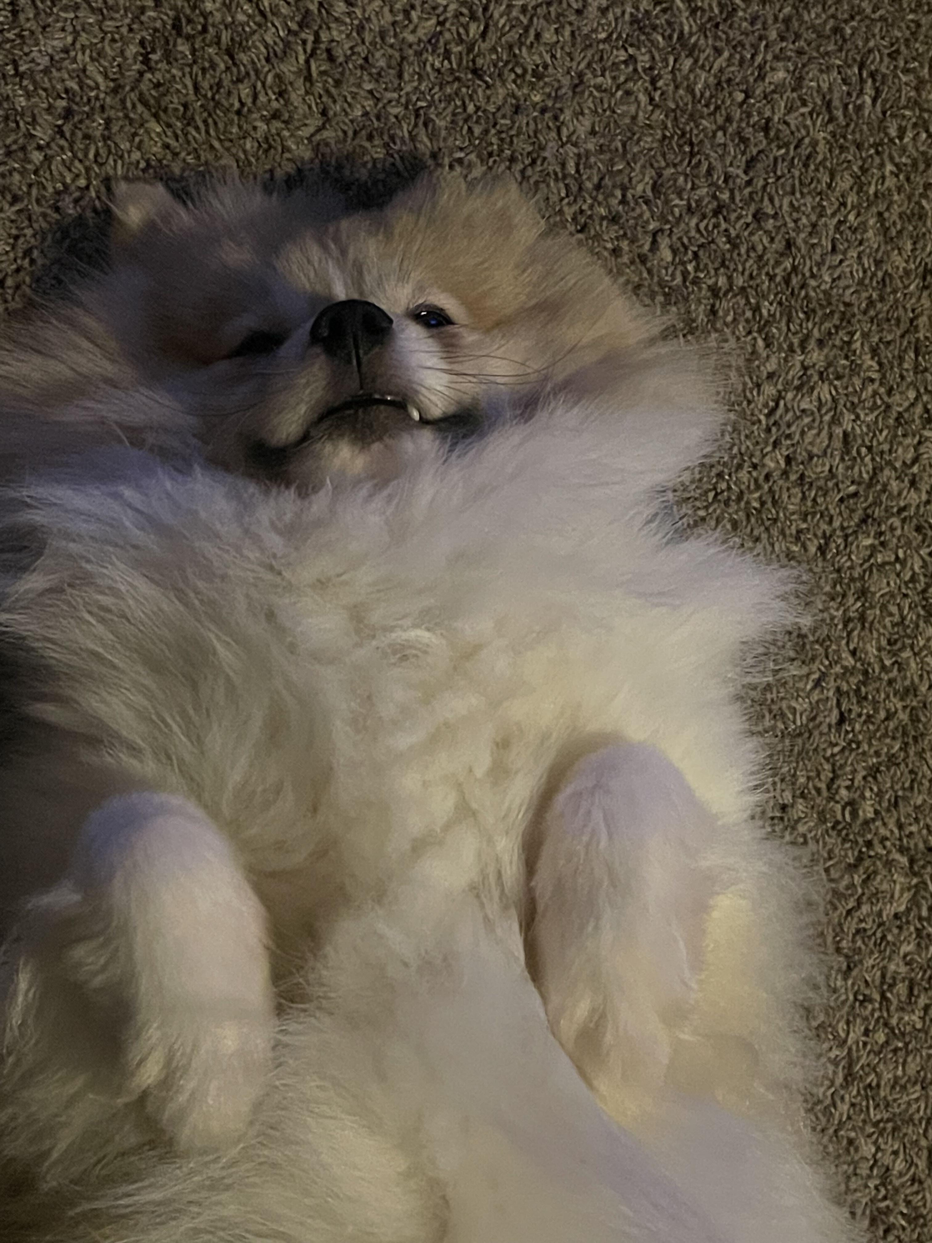 Enlarge Cannoli, an adopted Pomeranian in Naperville, IL image 6/6