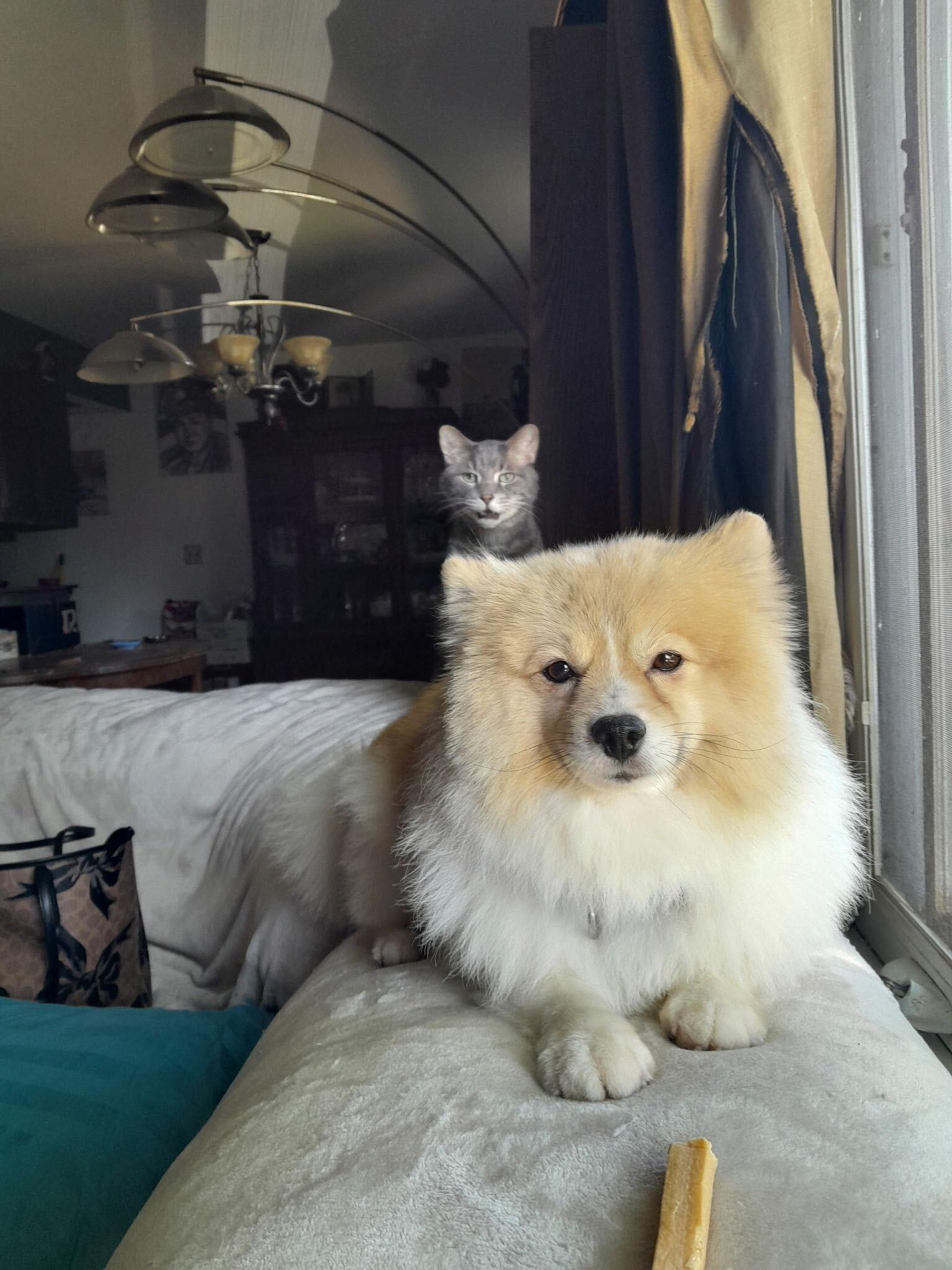 Enlarge Cannoli, an adopted Pomeranian in Naperville, IL image 5/6
