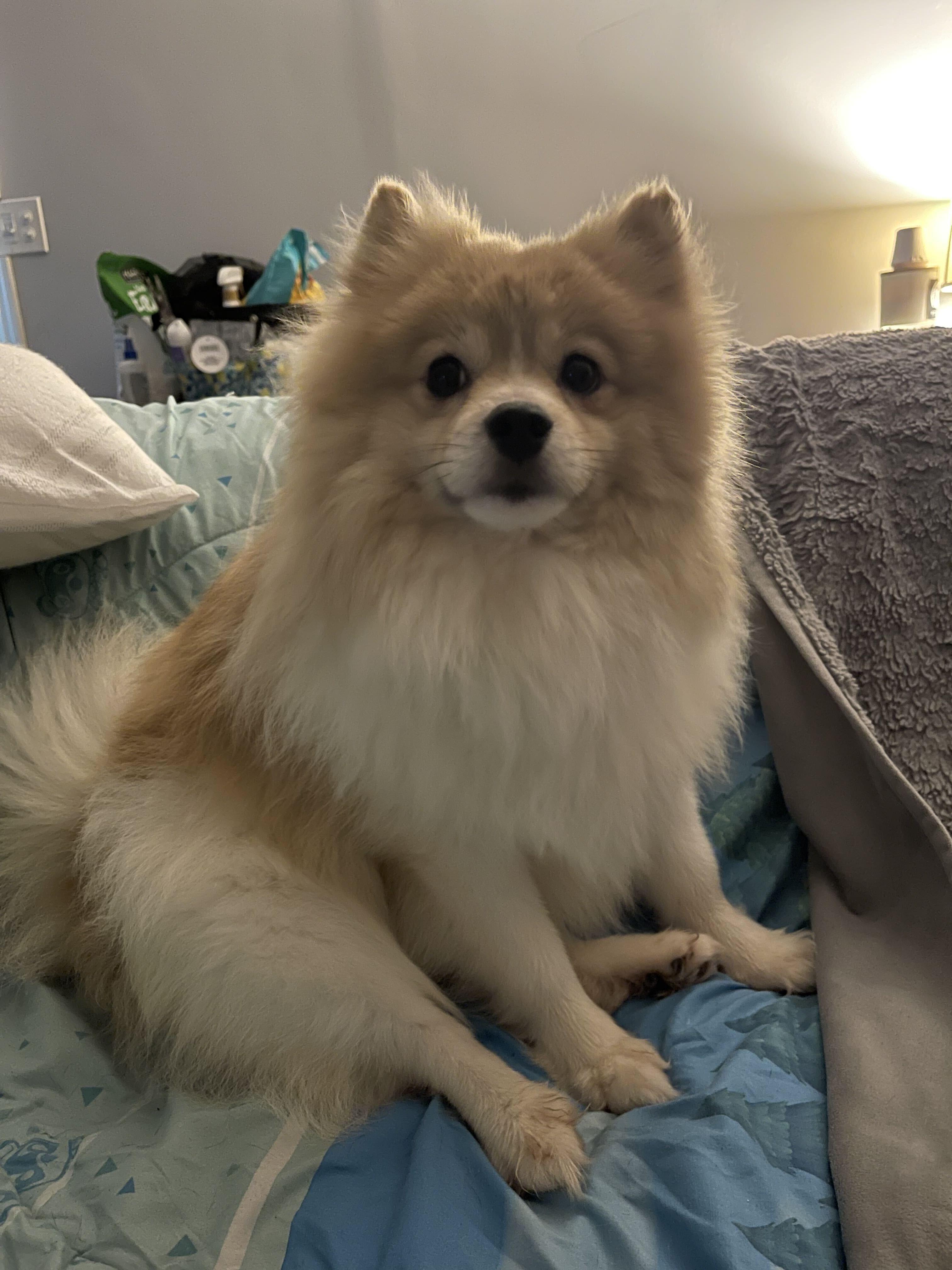 Enlarge Cannoli, an adopted Pomeranian in Naperville, IL image 2/6
