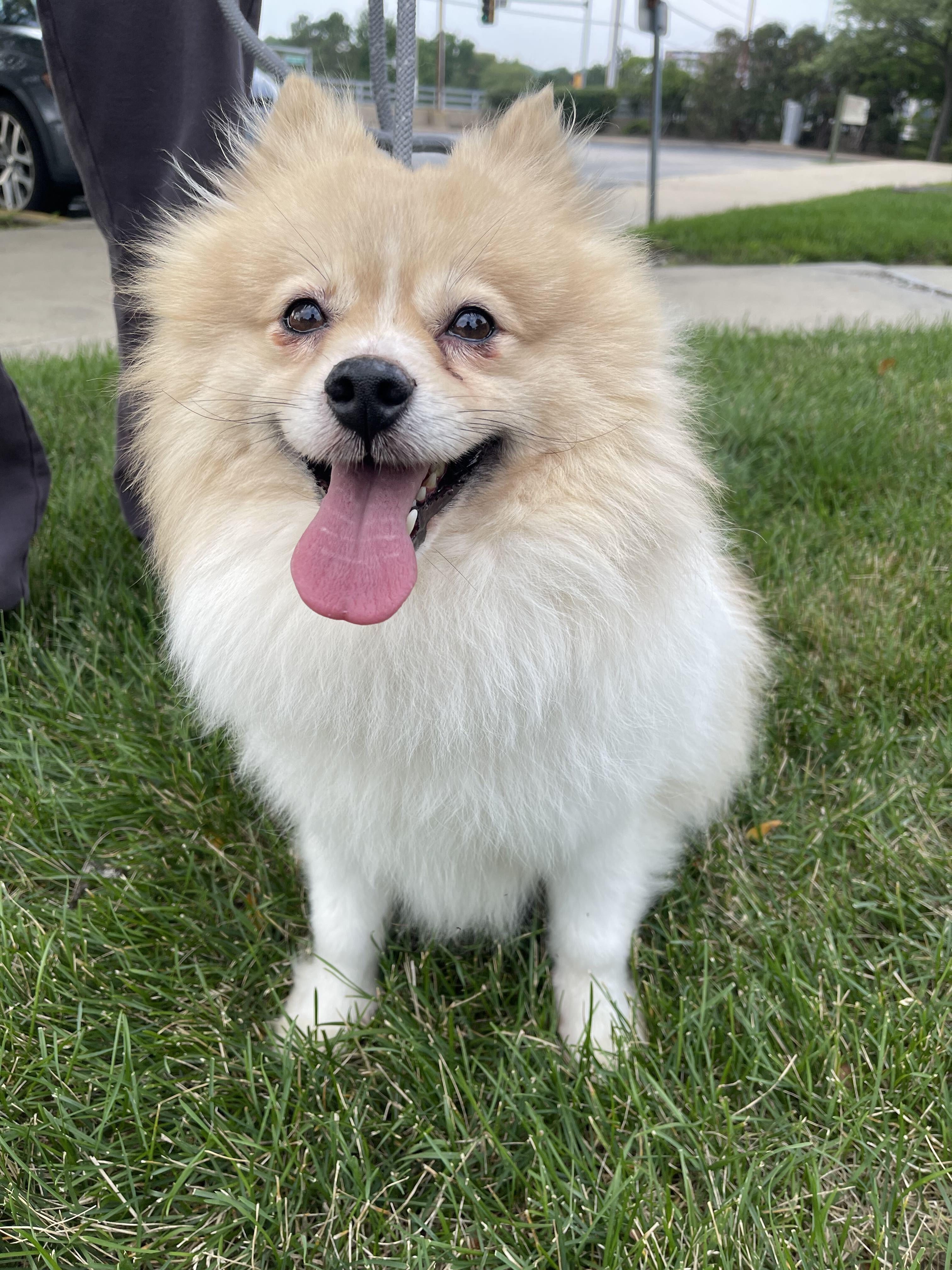 Enlarge Cannoli, an adopted Pomeranian in Naperville, IL image 1/6