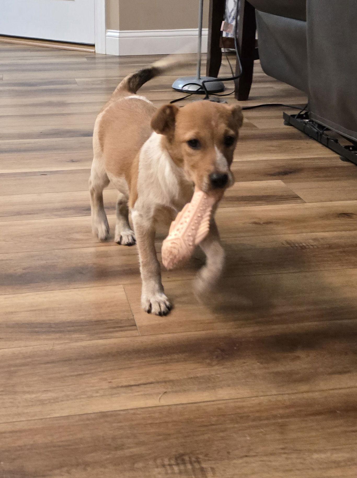 Enlarge Nutmeg, a Adopted mixed breed in Barnhart, MO image 1/3