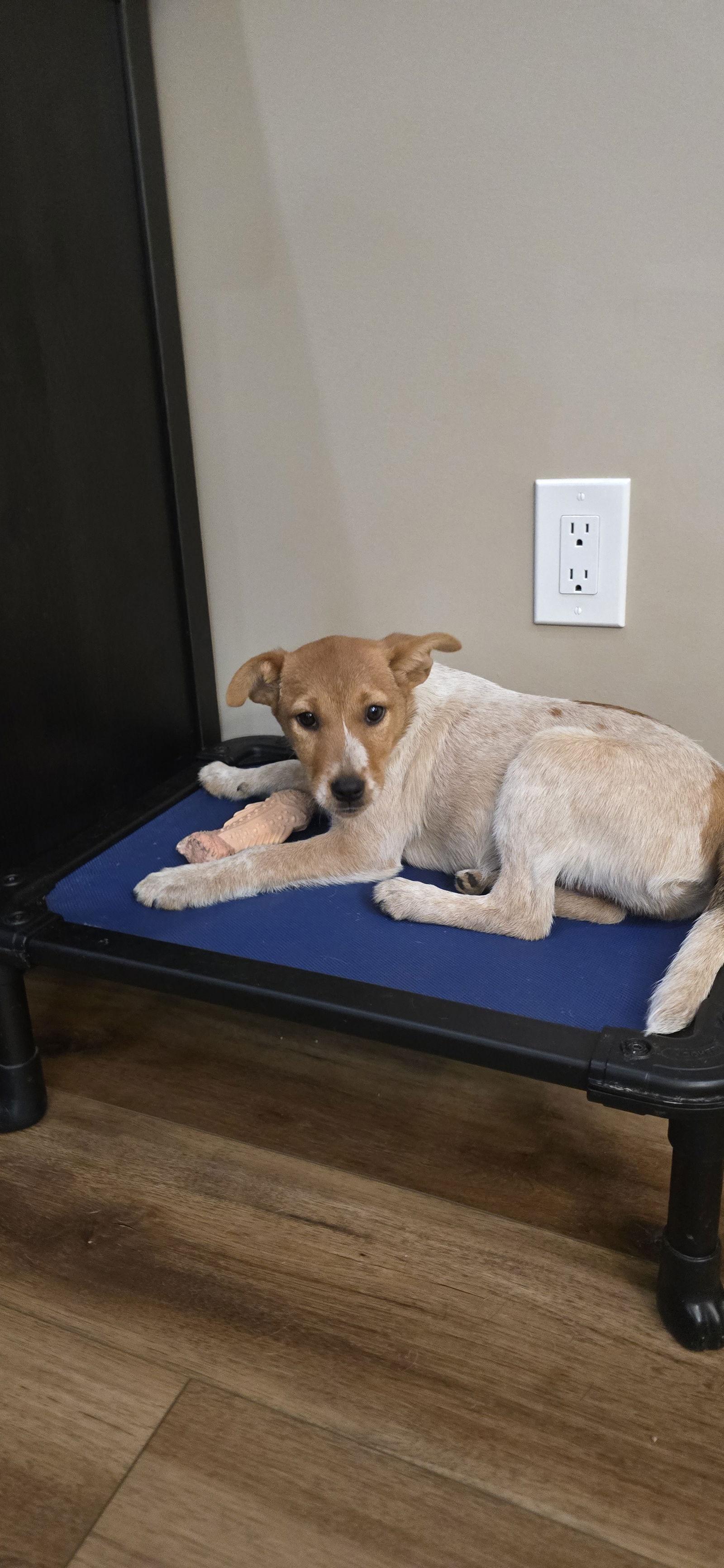 Enlarge Nutmeg, a Adopted mixed breed in Barnhart, MO image 2/3