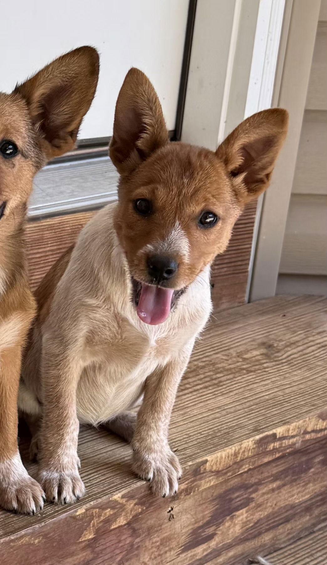 Enlarge Nutmeg, a Adopted mixed breed in Barnhart, MO image 3/3