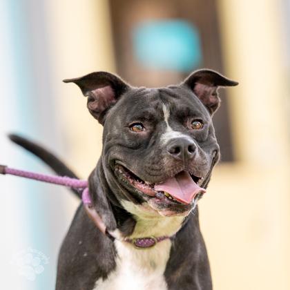 Bruce, Adoptable, Adult Male American Staffordshire Terrier & Mixed Breed.