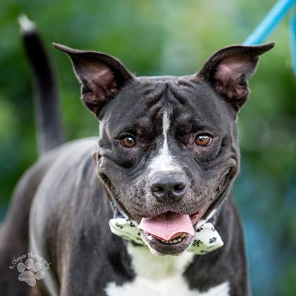 Bruce, Adoptable, Adult Male American Staffordshire Terrier & Mixed Breed.