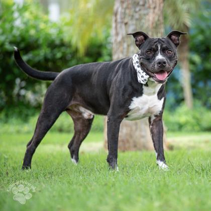 Bruce, Adoptable, Adult Male American Staffordshire Terrier & Mixed Breed.