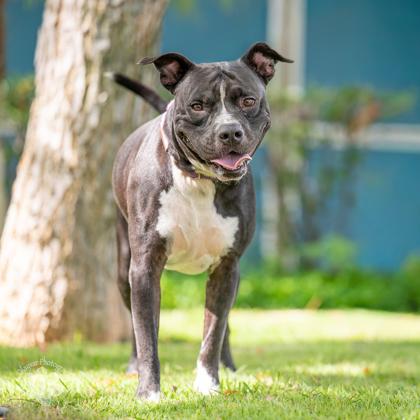 Bruce, Adoptable, Adult Male American Staffordshire Terrier & Mixed Breed.