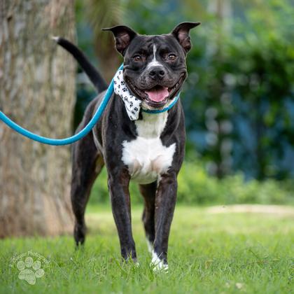 Bruce, a Adoptable mixed breed in Honolulu, HI image 2/3