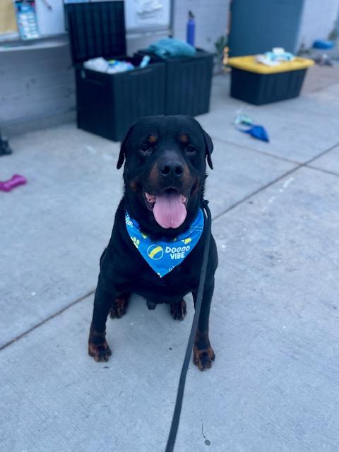 LARGEMAN, Adoptable, Adult Male Rottweiler.