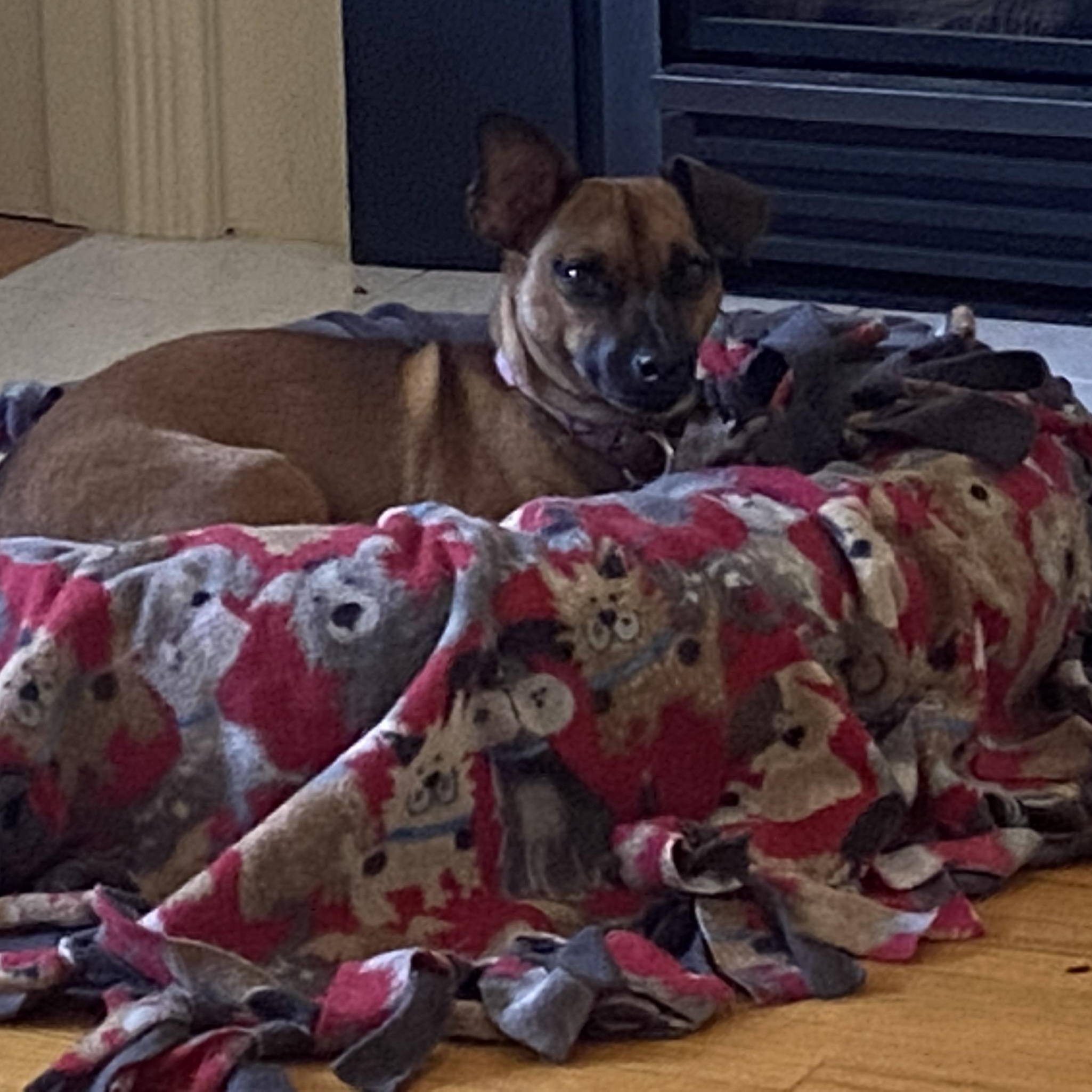 Morty, a Adoptable mixed breed in Toronto, ON image 2/3