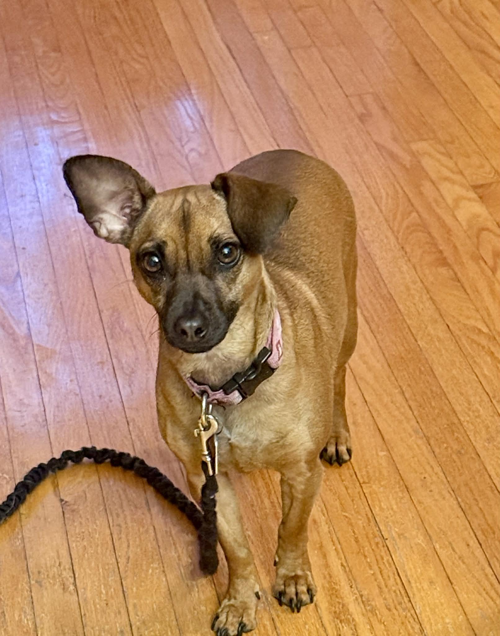 Enlarge Morticia, a Adoptable mixed breed in Toronto, ON image 1/6