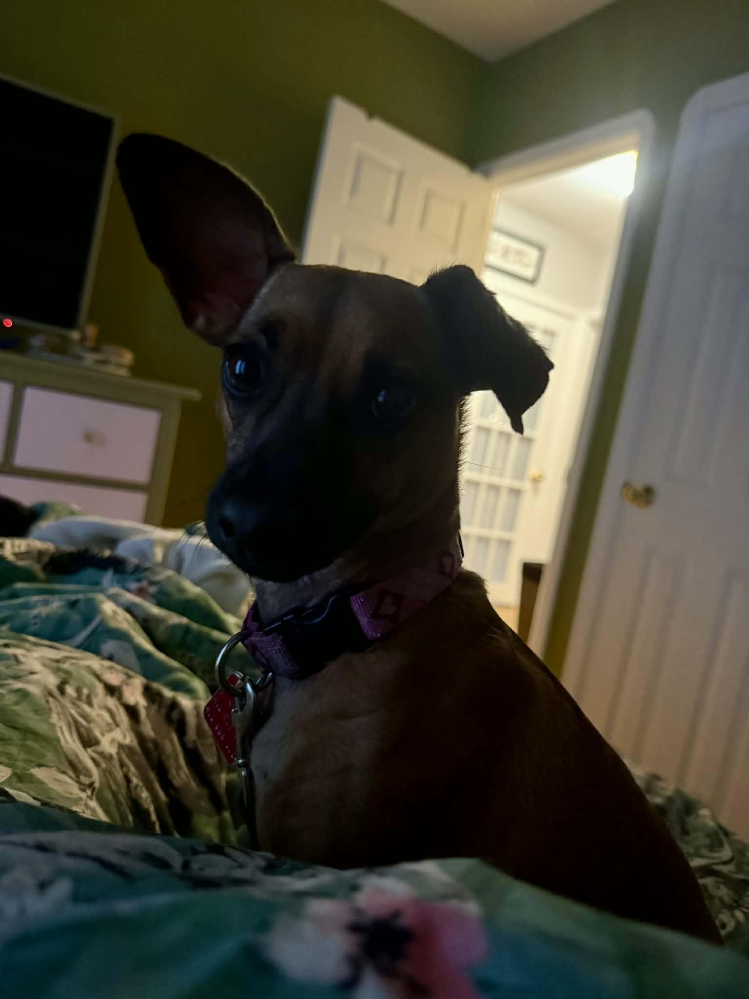 Enlarge Morticia, a Adoptable mixed breed in Toronto, ON image 4/6