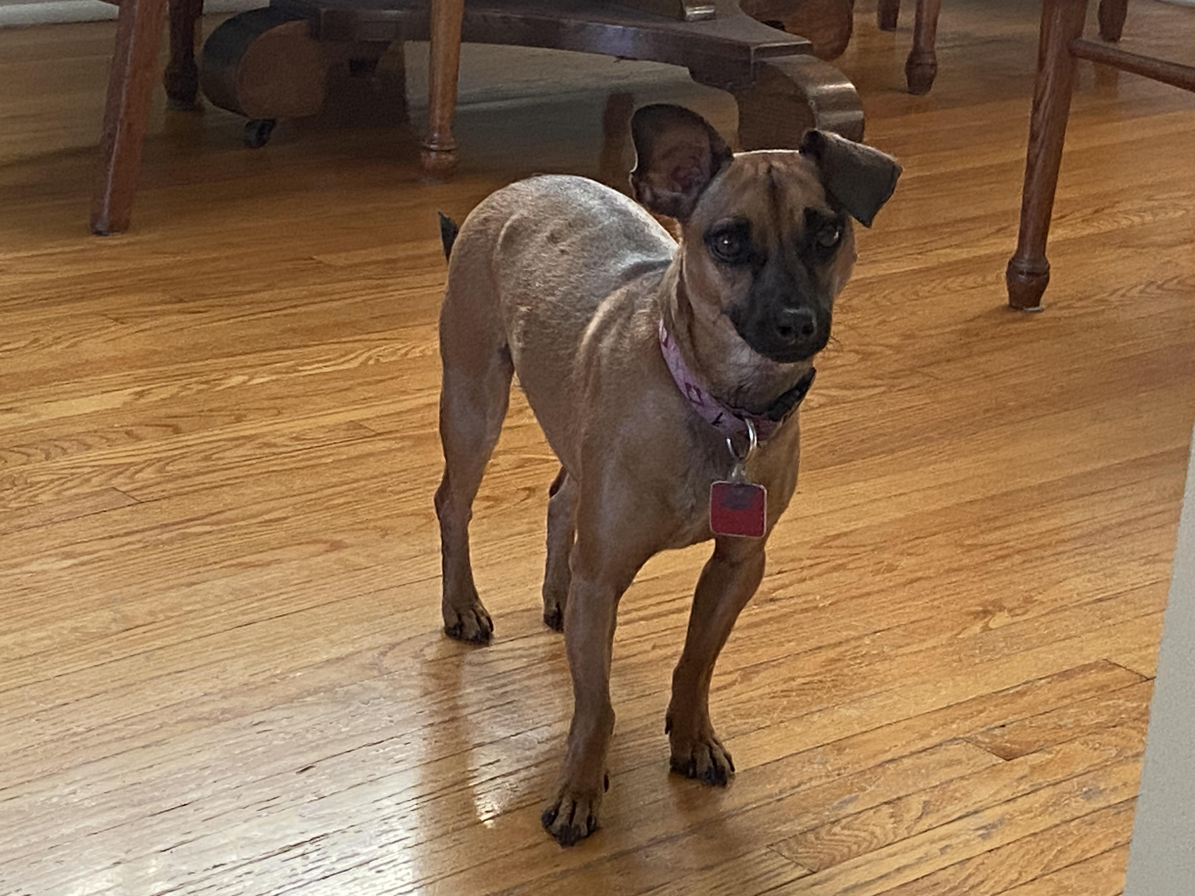 Morty, Adoptable, Young Female Chihuahua.