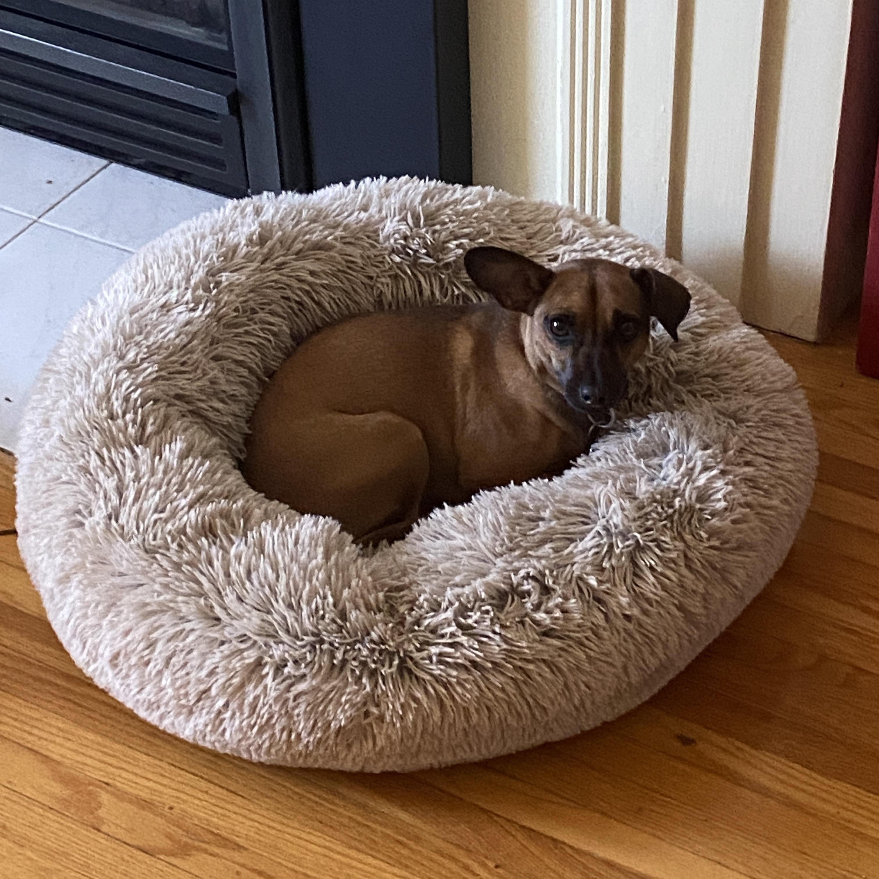 Morty, a Adoptable mixed breed in Toronto, ON image 3/3