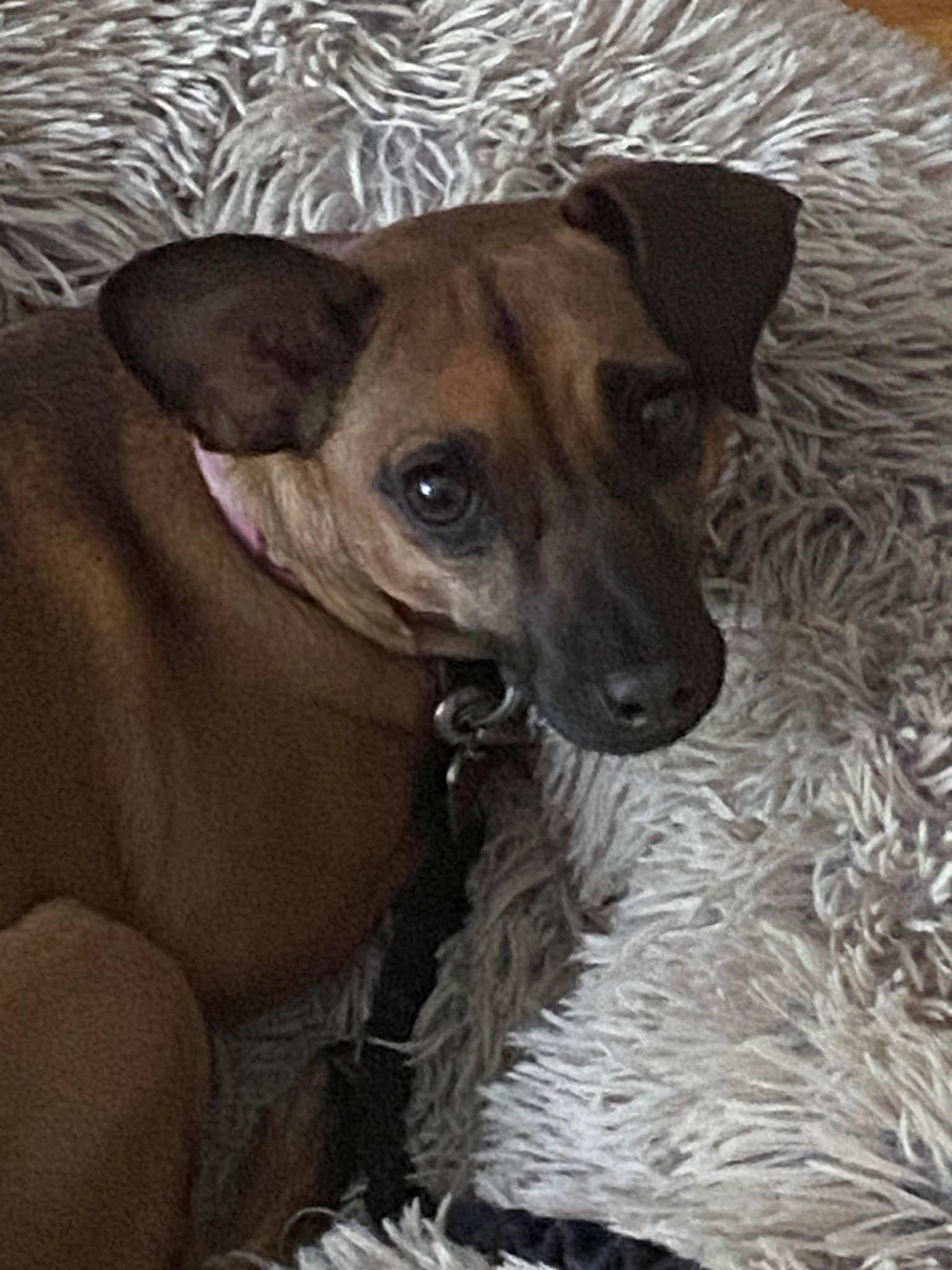 Enlarge Morticia, a Adoptable mixed breed in Toronto, ON image 2/6