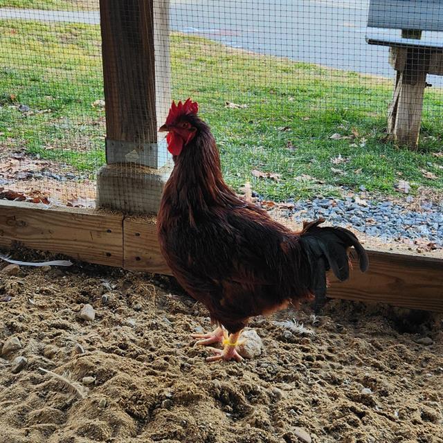 TYLER, Adoptable, Young Male Chicken.