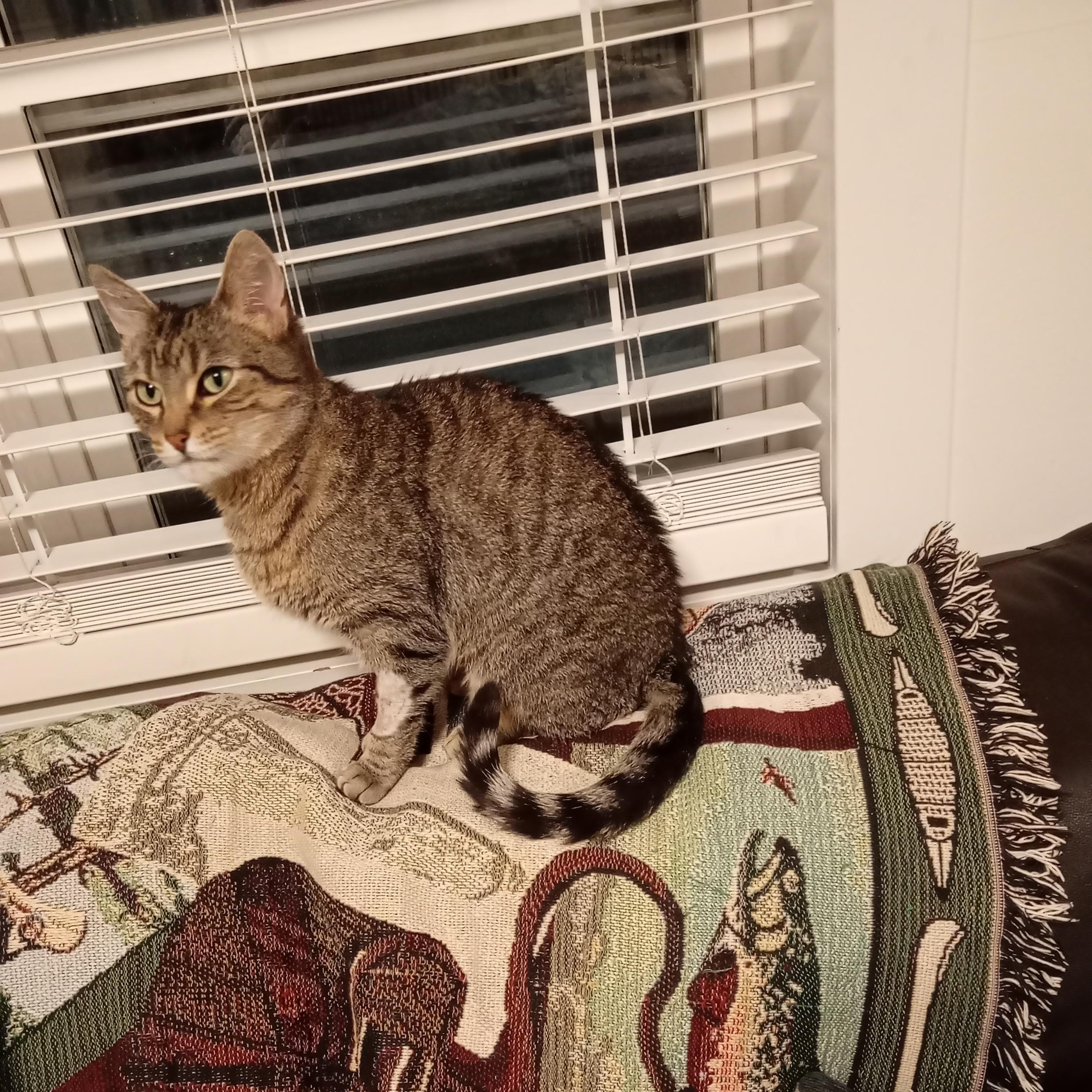 Enlarge Turbo, a ADOPTABLE Domestic Short Hair in Everett, ON image 2/2