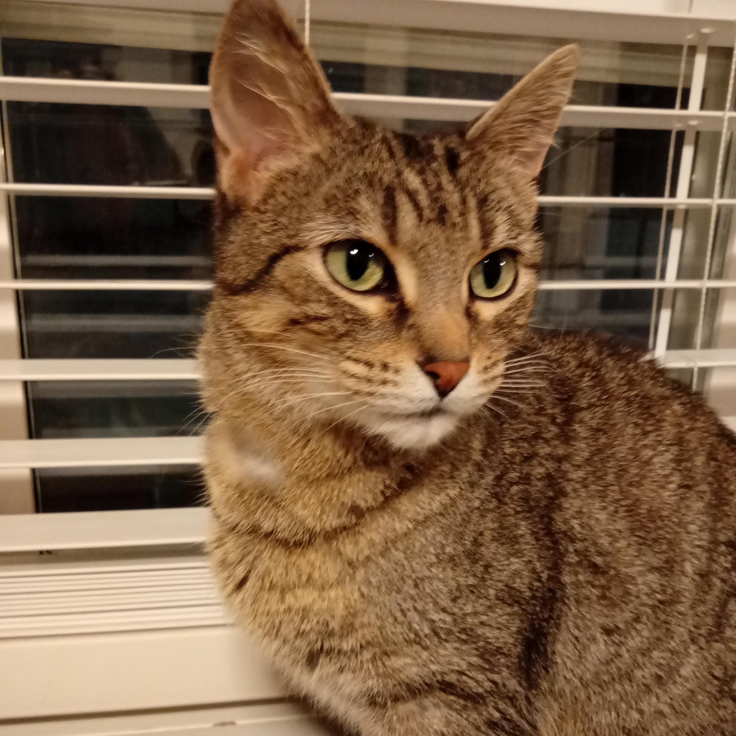 Turbo, ADOPTABLE, Adult Female Domestic Short Hair.