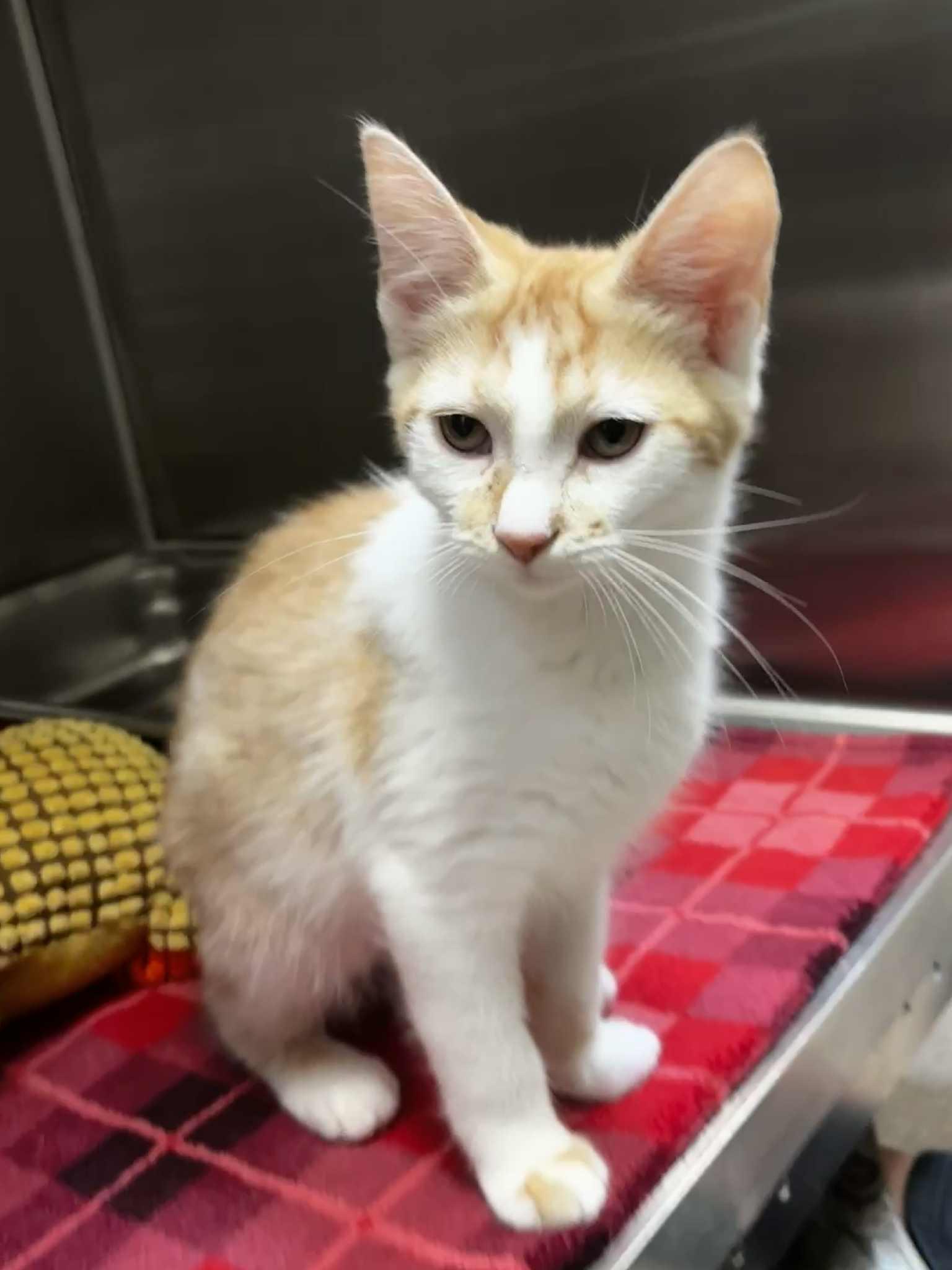 Mercedes, Adoptable, Kitten Female Domestic Short Hair.