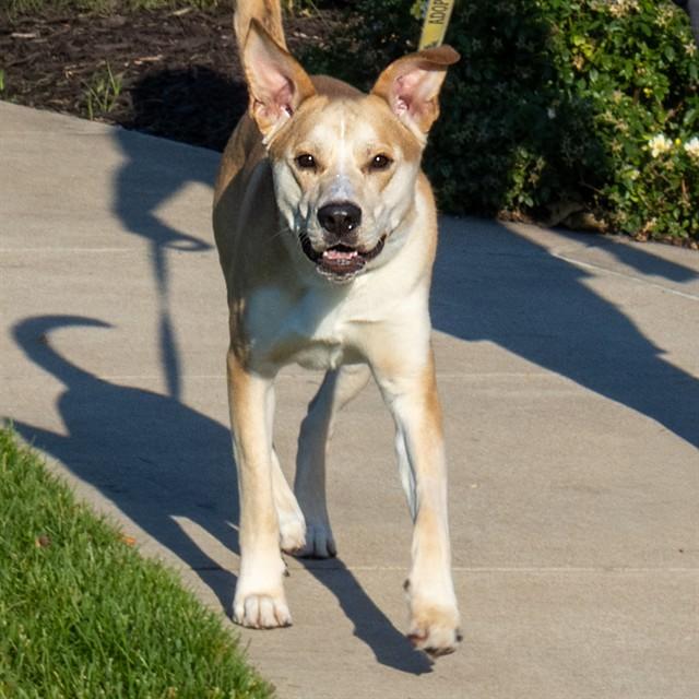 MAX, Adoptable, Young Male Siberian Husky & Mixed Breed.