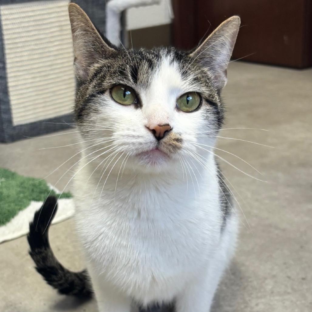 Enlarge Kiwi, a Adoptable Domestic Short Hair in Middleburg Heights , OH image 1/6