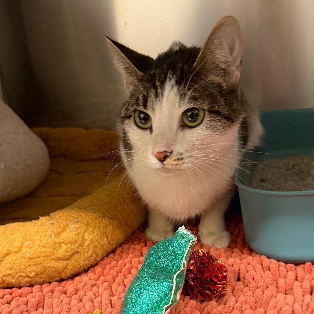 Enlarge Kiwi, a Adoptable Domestic Short Hair in Middleburg Heights , OH image 2/6