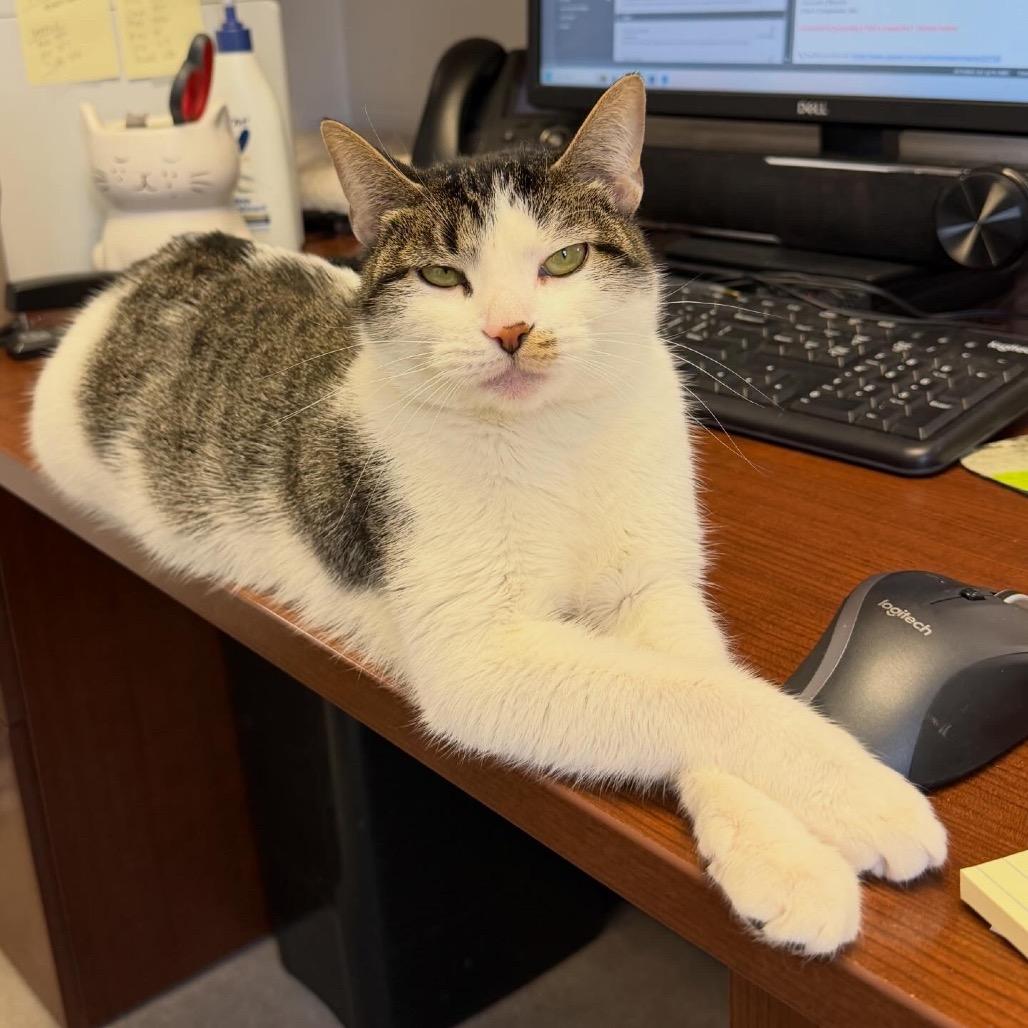 Enlarge Kiwi, a Adoptable Domestic Short Hair in Middleburg Heights , OH image 3/6