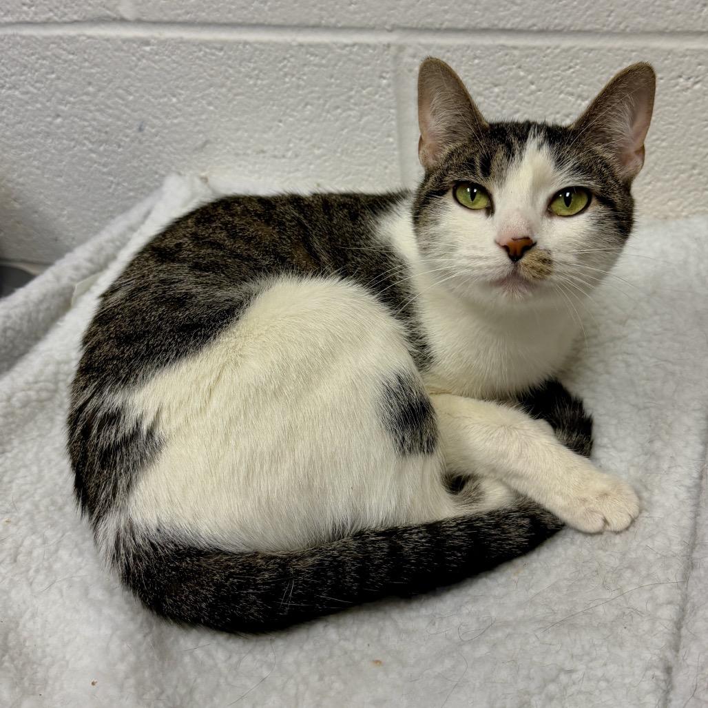 Enlarge Kiwi, a Adoptable Domestic Short Hair in Middleburg Heights , OH image 4/6