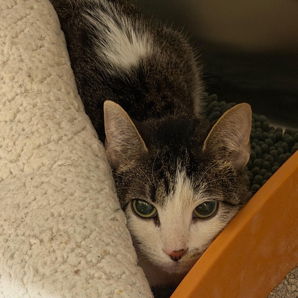 Enlarge Kiwi, a Adoptable Domestic Short Hair in Middleburg Heights , OH image 5/6