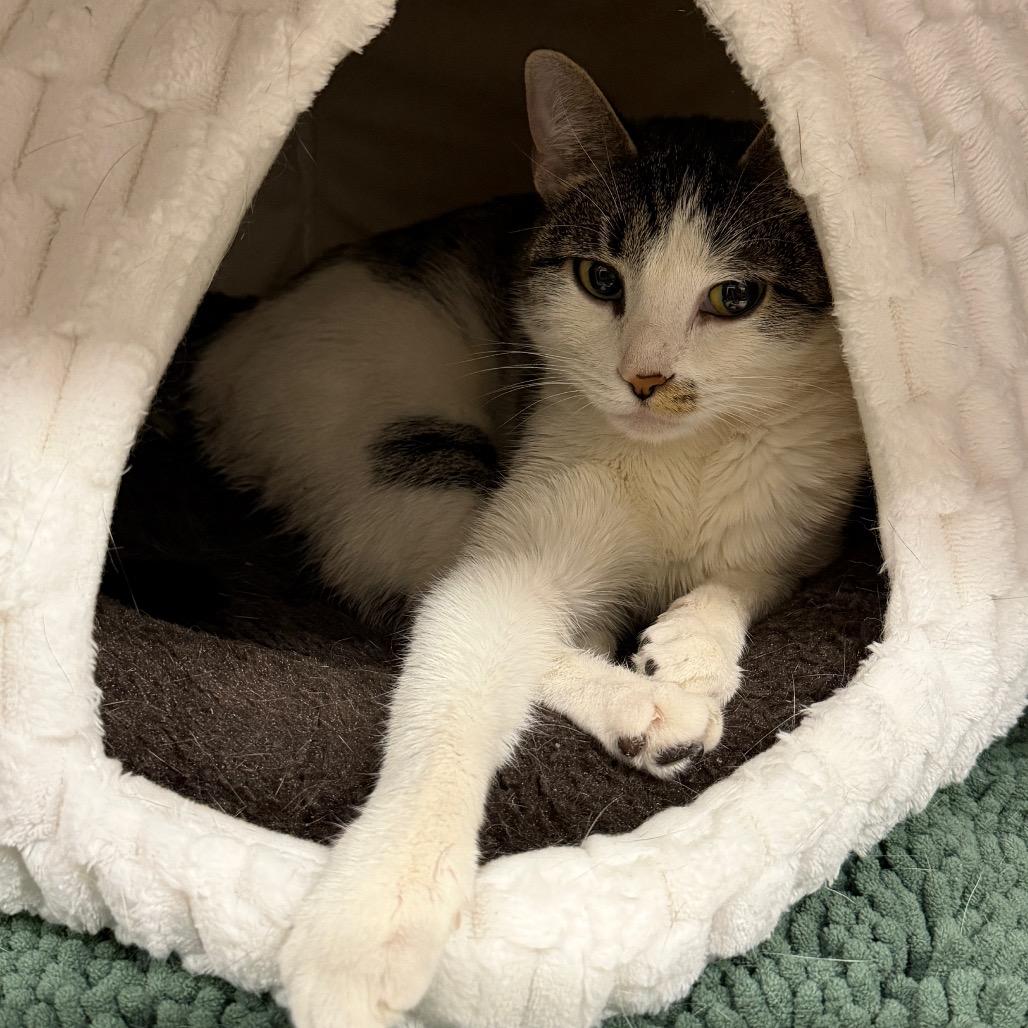 Enlarge Kiwi, a Adoptable Domestic Short Hair in Middleburg Heights , OH image 6/6