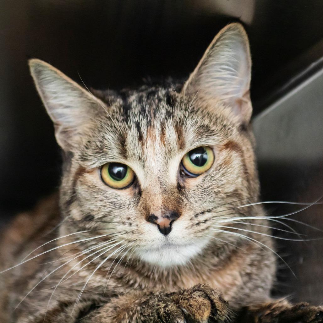 Pepper, Adoptable, Young Female Domestic Short Hair.