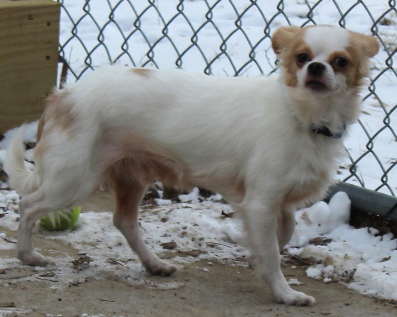 Enlarge Max, an adopted mixed breed in Huron, SD image 4/4