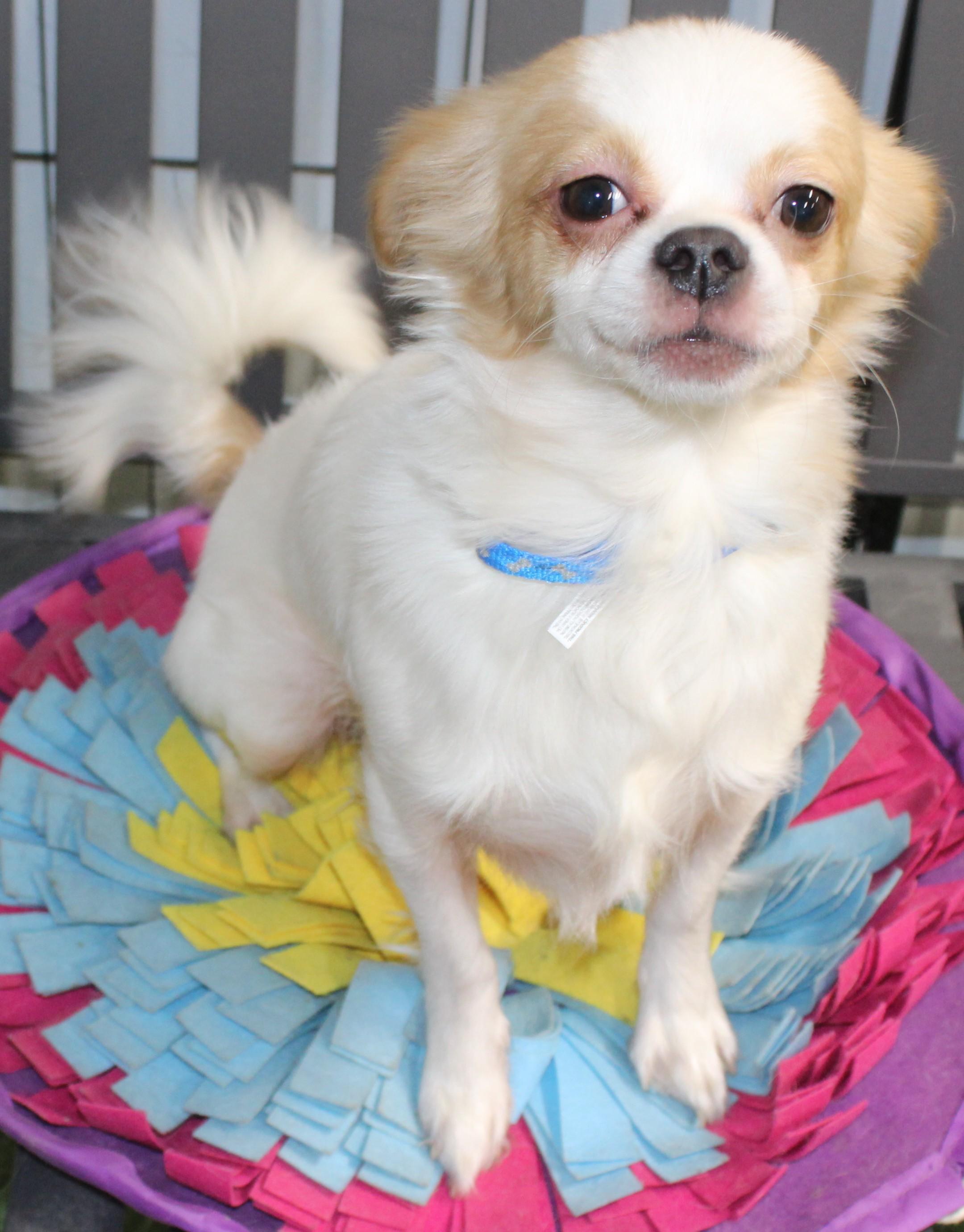 Max, adopted, Adult Male Chihuahua.