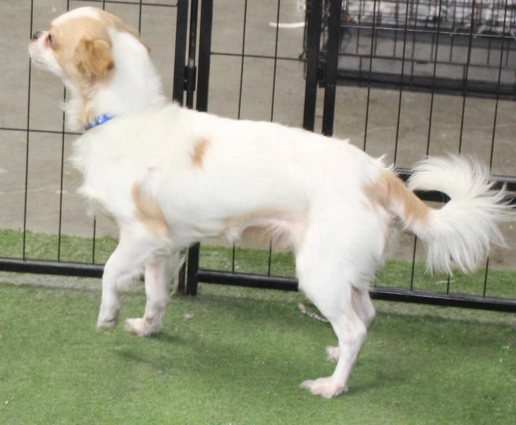 Enlarge Max, an adopted mixed breed in Huron, SD image 3/4