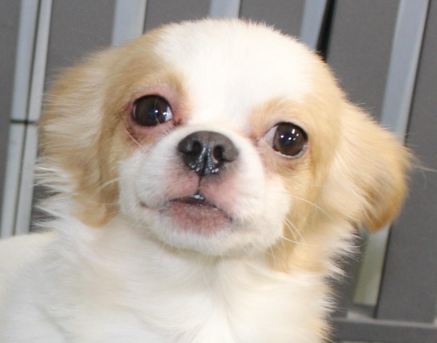 Enlarge Max, an adopted mixed breed in Huron, SD image 2/4