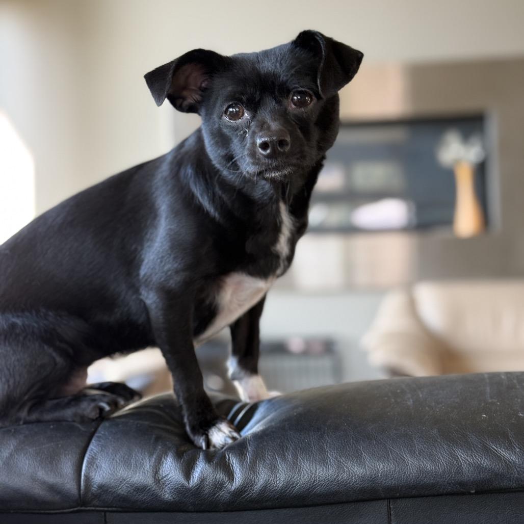 Enlarge Candy, a Adoptable mixed breed image 1/5