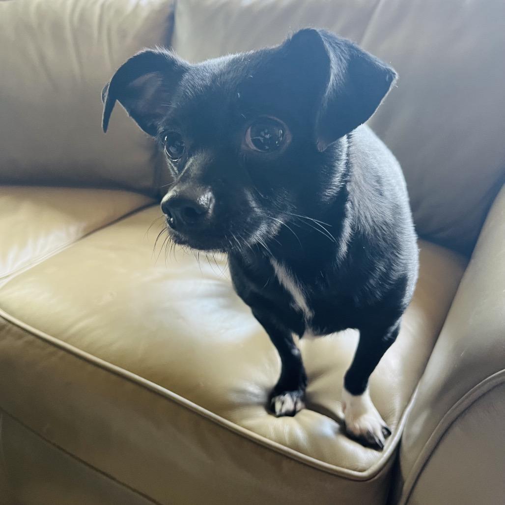 Enlarge Candy, a Adoptable mixed breed image 2/5