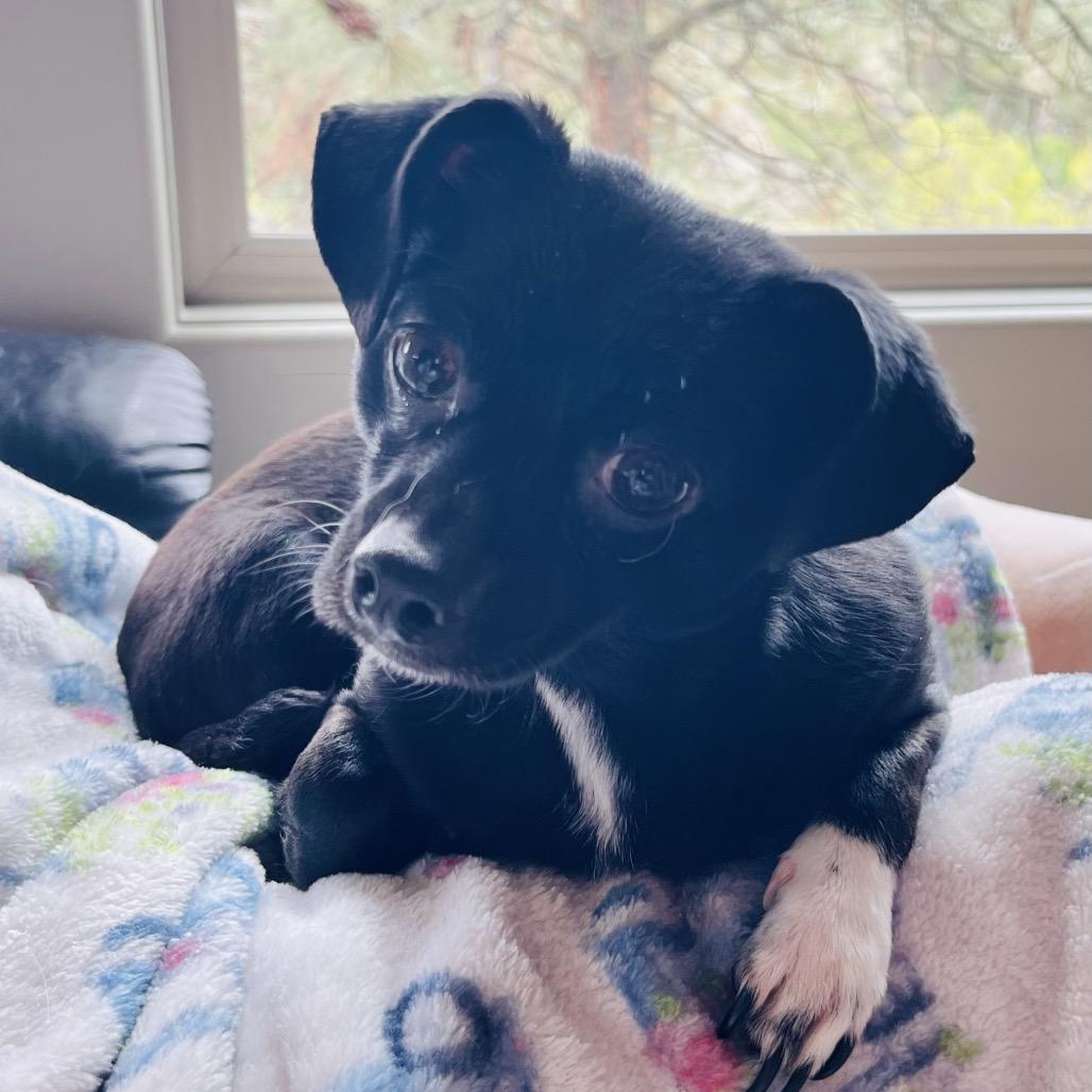 Enlarge Candy, a Adoptable mixed breed in Cashmere, WA image 3/5