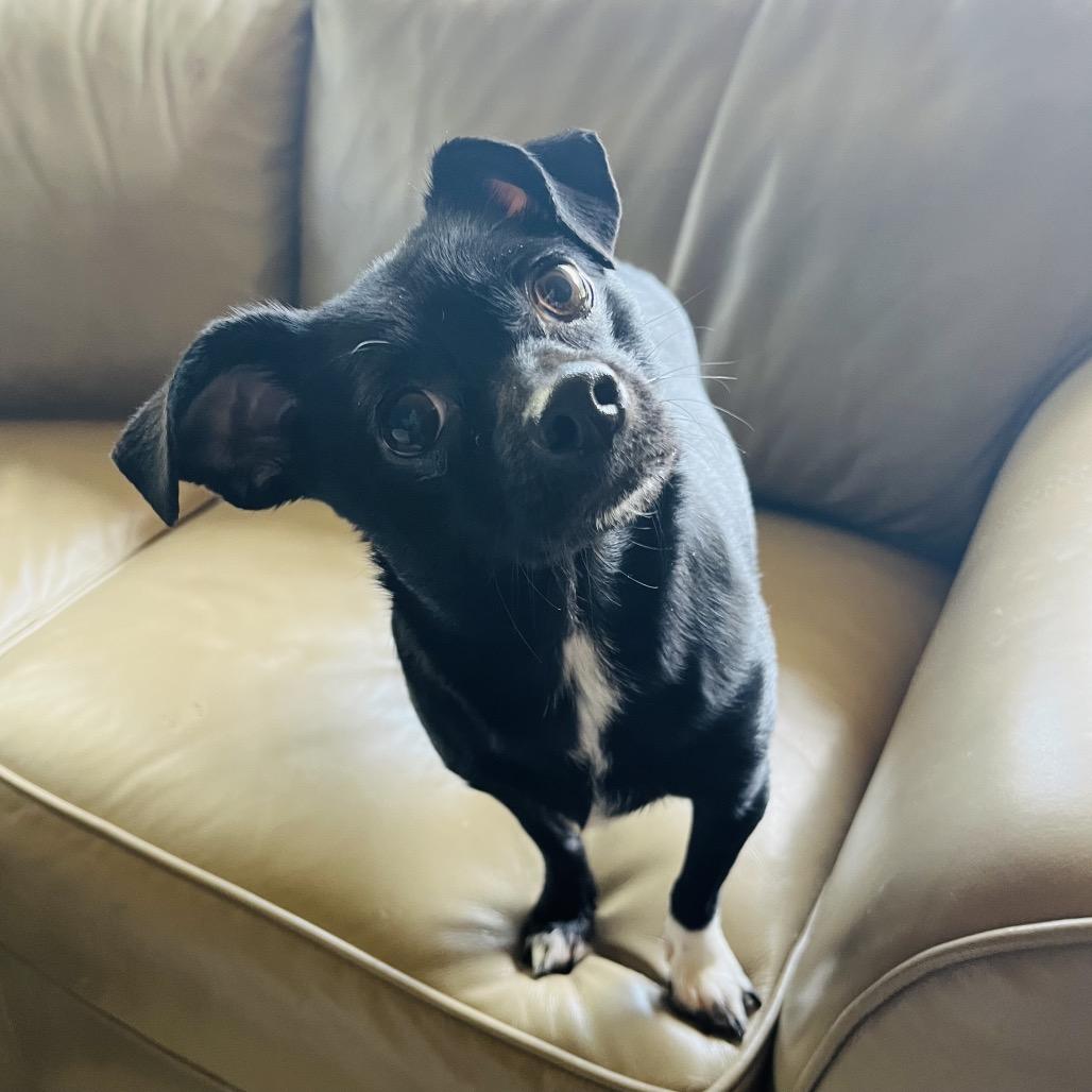 Enlarge Candy, a Adoptable mixed breed image 3/5