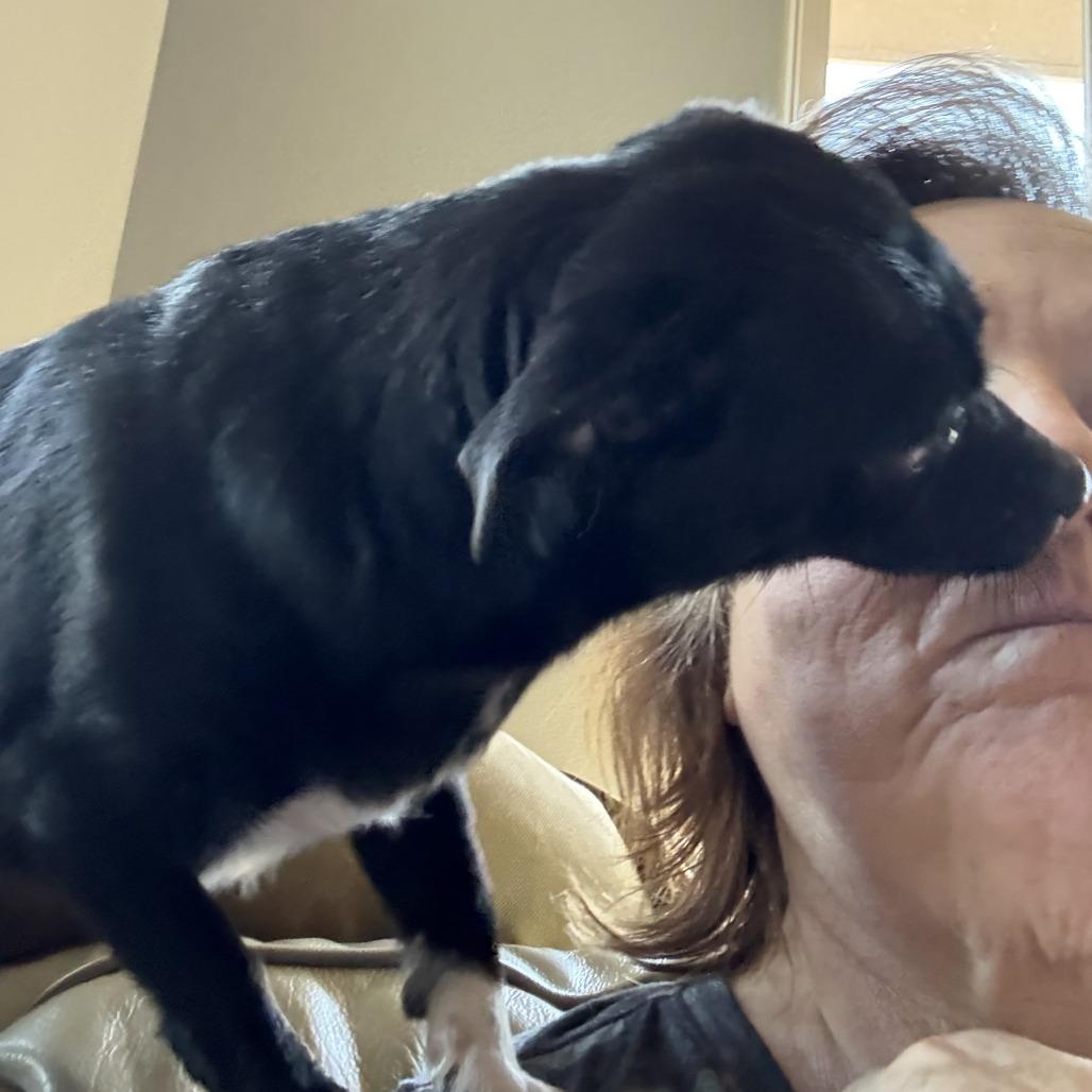 Enlarge Candy, a Adoptable mixed breed image 4/5