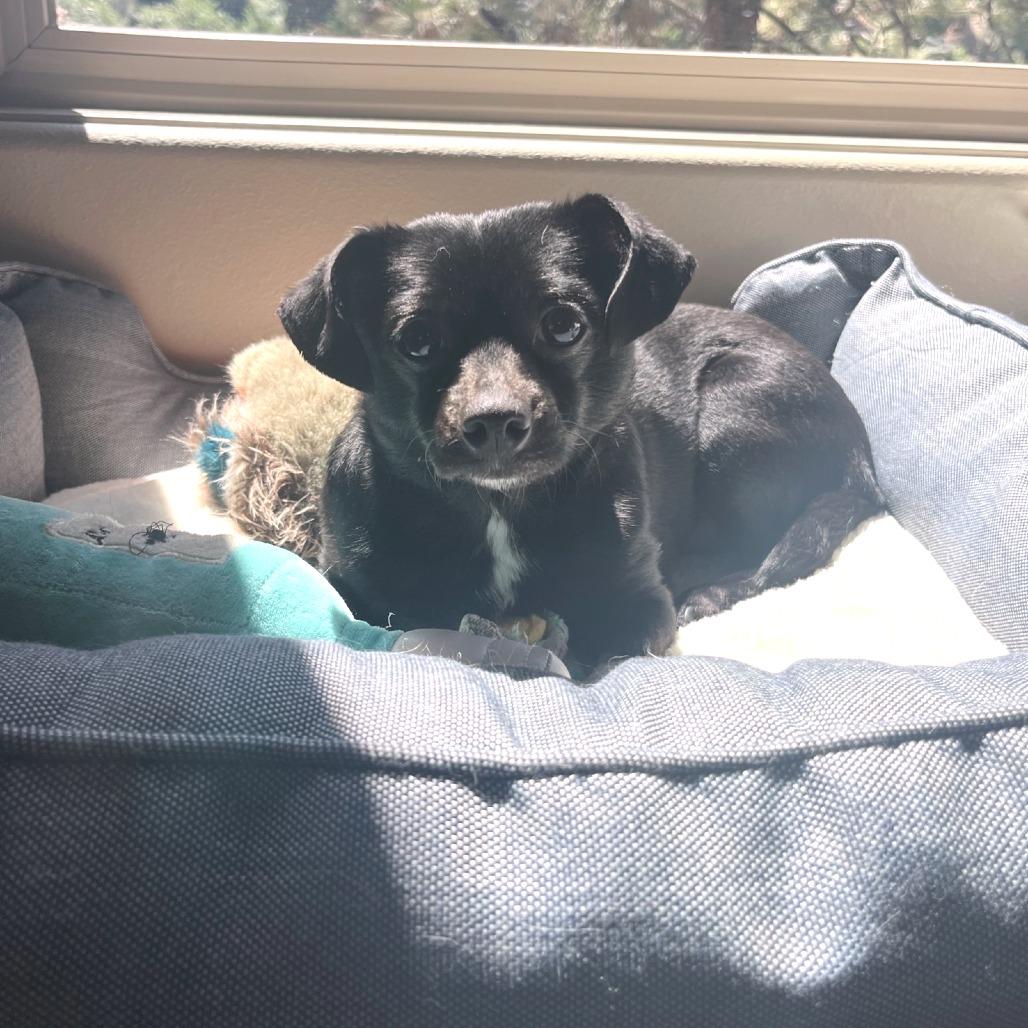 Enlarge Candy, a Adoptable mixed breed image 5/5