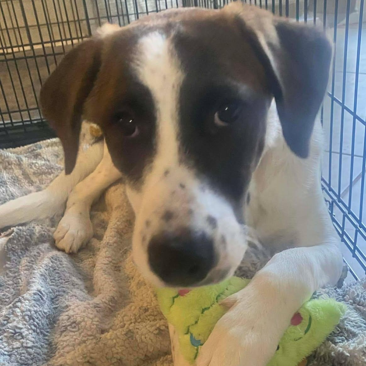 Max, Adoptable, Puppy Male Pointer & Hound.