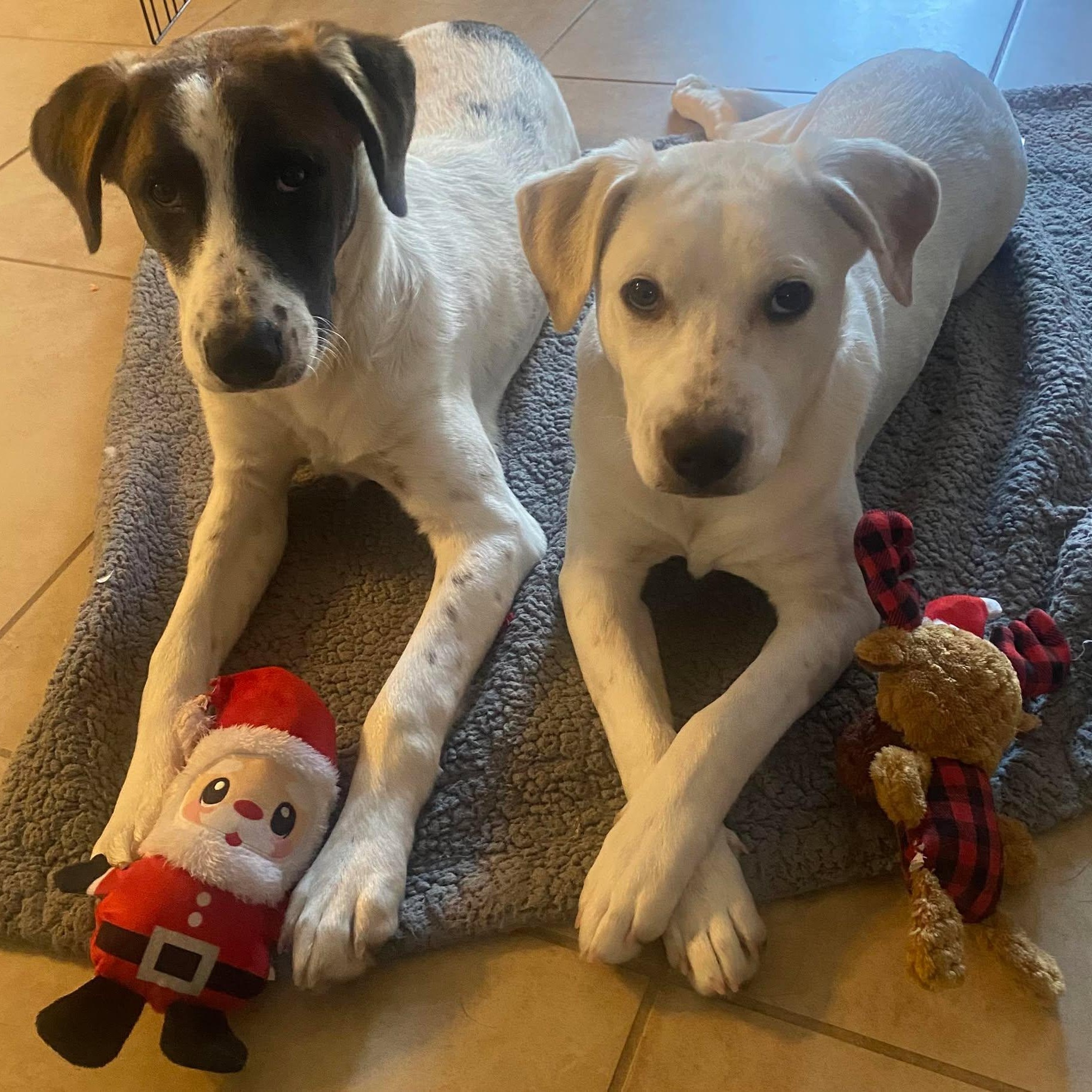 Enlarge Max, a Adoptable mixed breed in Niskayuna, NY image 4/6