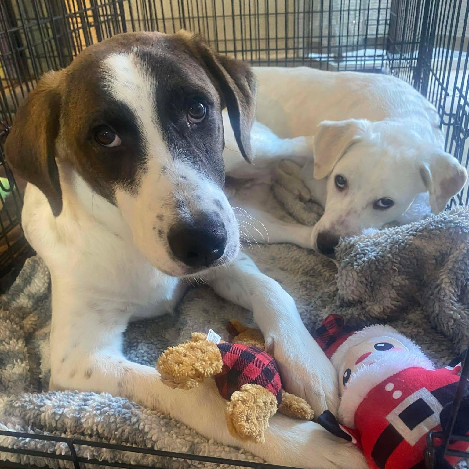 Enlarge Max, a Adoptable mixed breed in Niskayuna, NY image 3/6