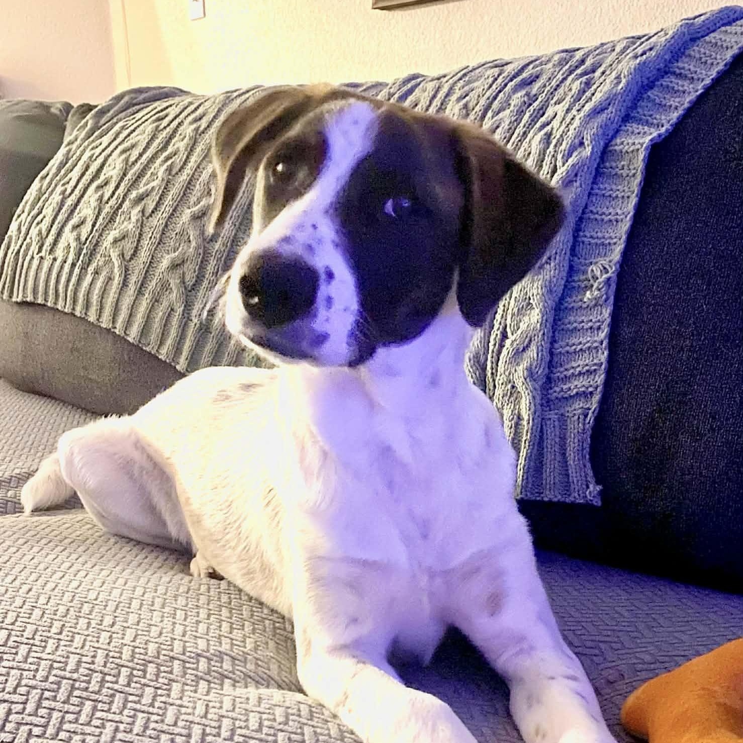 Enlarge Max, a Adoptable mixed breed in Niskayuna, NY image 2/6