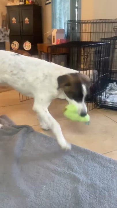 Enlarge Max, a Adoptable mixed breed in Niskayuna, NY video 5/6