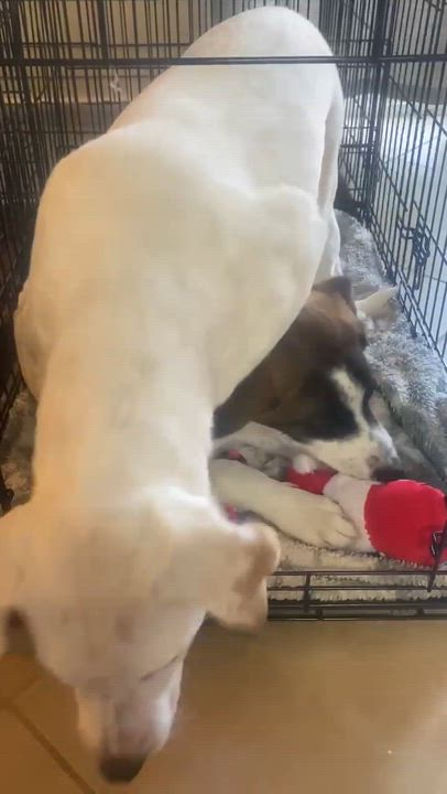 Enlarge Max, a Adoptable mixed breed in Niskayuna, NY video 6/6