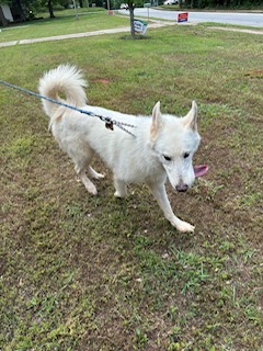 Enlarge Ghost, a Adoptable mixed breed in cumming, GA image 2/4